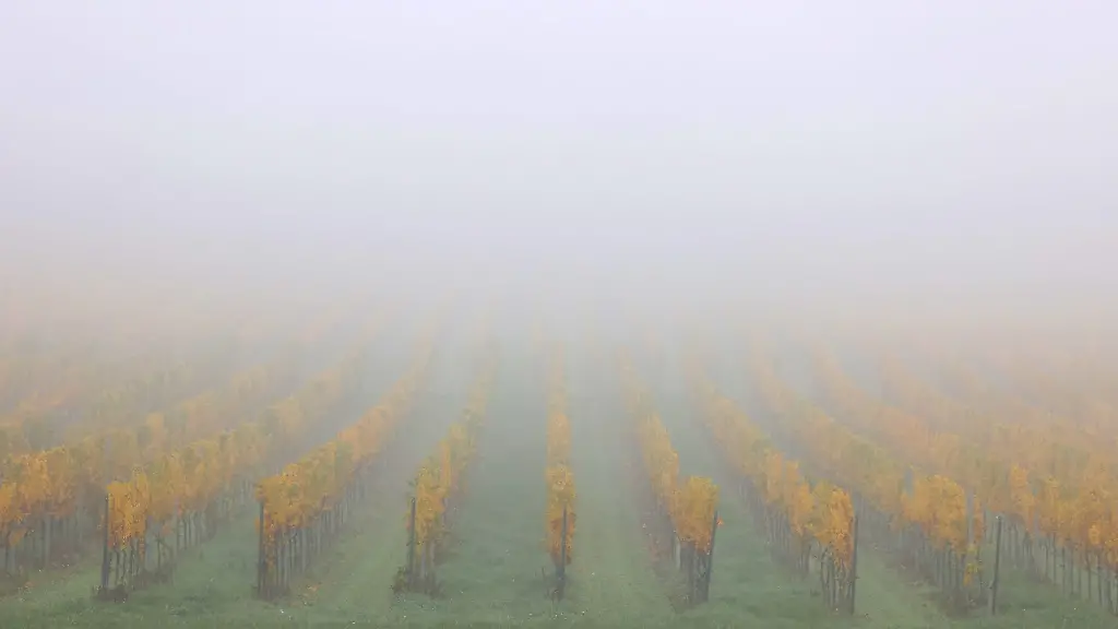 Nebel-liegt-ueber-den-herbstlichen-Weinbergen