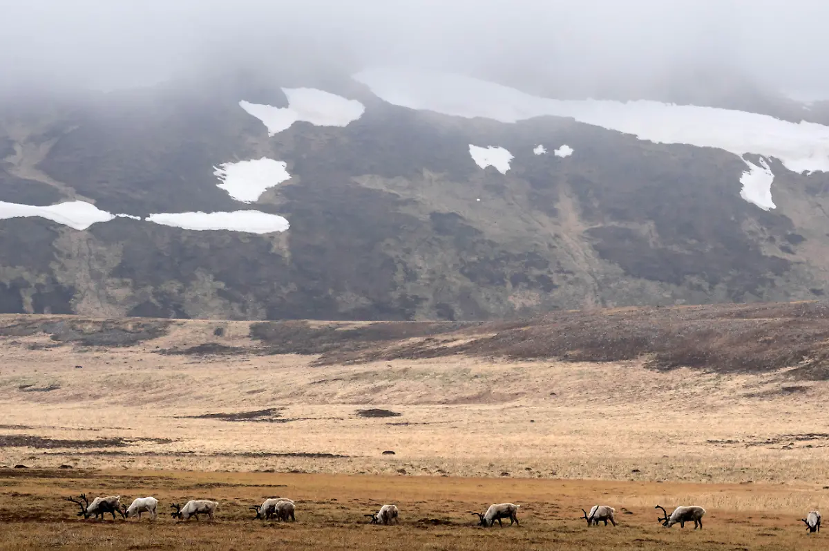 2021-07-12T100148Z-2058553051-RC252O9PA1GN-RTRMADP-3-USA-BIODIVERSITY-ALASKA