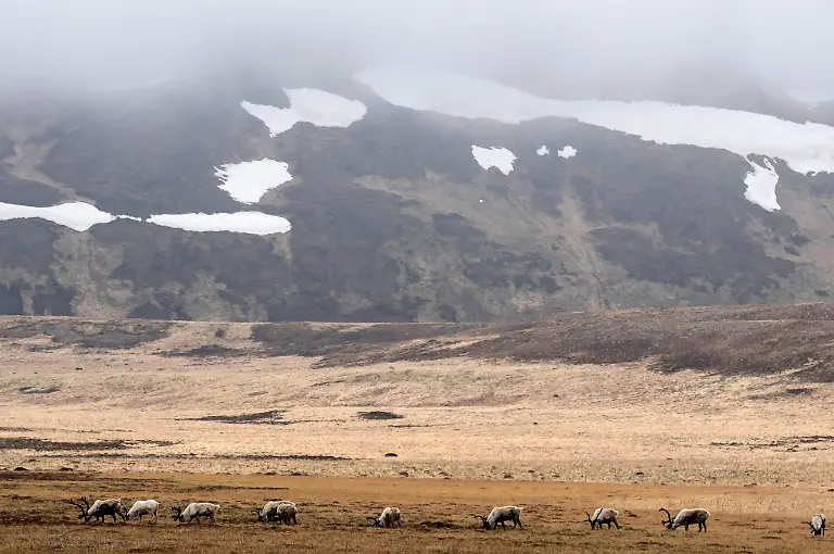 2021-07-12T100148Z-2058553051-RC252O9PA1GN-RTRMADP-3-USA-BIODIVERSITY-ALASKA