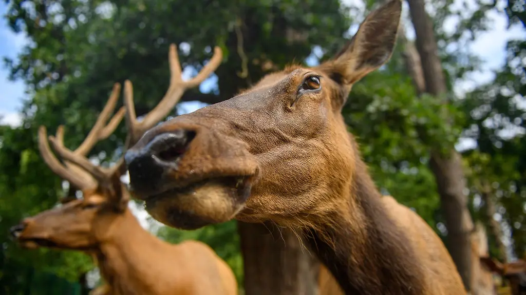 Wapiti-steht-im-Wildpark-Weissewarte-in-ihrem-Gehege