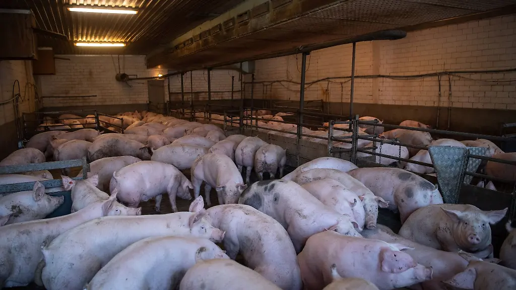Schweine-stehen-in-einem-Stall