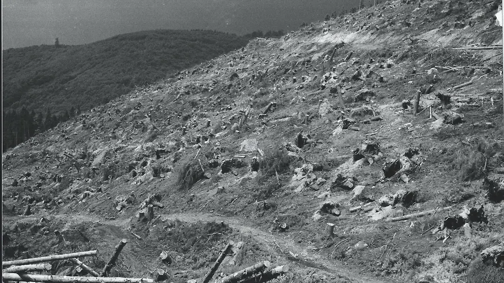Umgefallene-Baeume-auf-dem-Heidelbeerkopf-im-Harz-nach-dem-Orkansturm-Quimburga-im-Jahr-1972