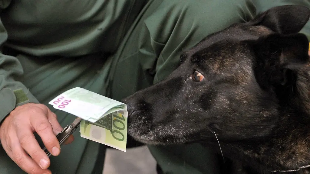 Ein-Geldspuerhund-schnueffelt-an-Falschgeld-waehrend-eines-Pressetermins