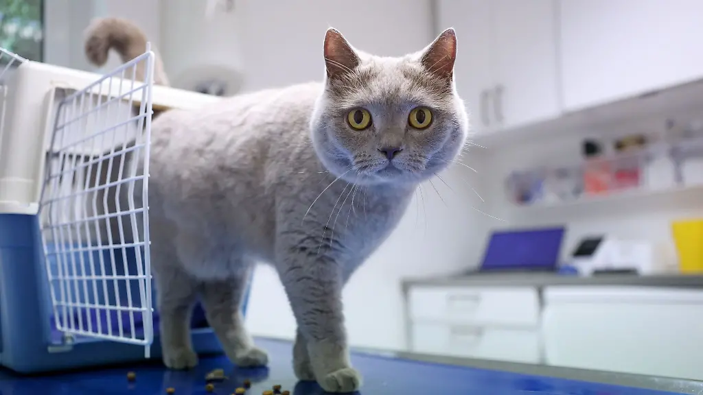 Bevor-die-neue-Gebuehrenordnung-fuer-Tieraerzte-am-22-November-in-Kraft-tritt-denkt-so-mancher-ueber-eine-Tierkrankenversicherung-nach