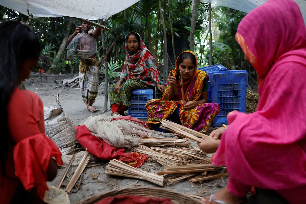 Murshida-Begum-Setzlinge-binden