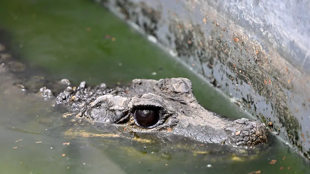 Stumpfkrokodil-Osteolaemus-tetraspis-ist-in-der-Reptilienauffangstation-fuer-exotische-Tiere-zu-sehen