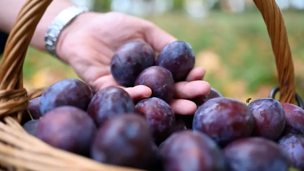 In-Buehl-wird-ein-Korb-mit-Zwetschgen-gezeigt