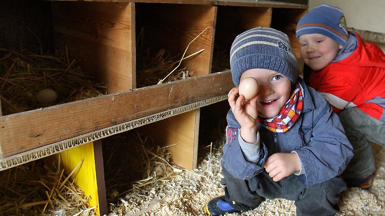 Kinder, die auf Bauernhöfen leben, sind gut vor Allergien und Asthma gefeit.