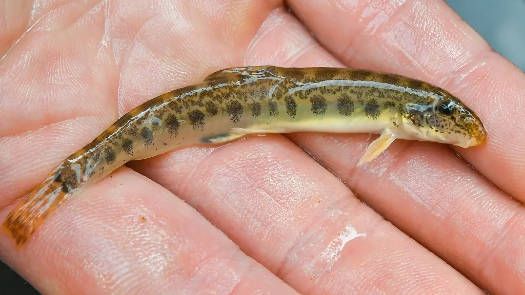 Ein-Baltischer-Goldsteinbeisser-auf-einer-Hand-am-Fluss-Oder-bei-Reitwein-Brandenburg