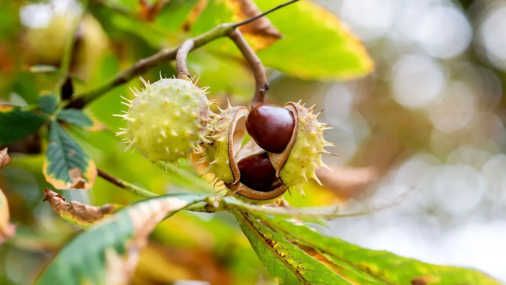 Kastanien-loesen-sich-bei-herbstlichem-Wetter-aus-der-Fruchthuelle