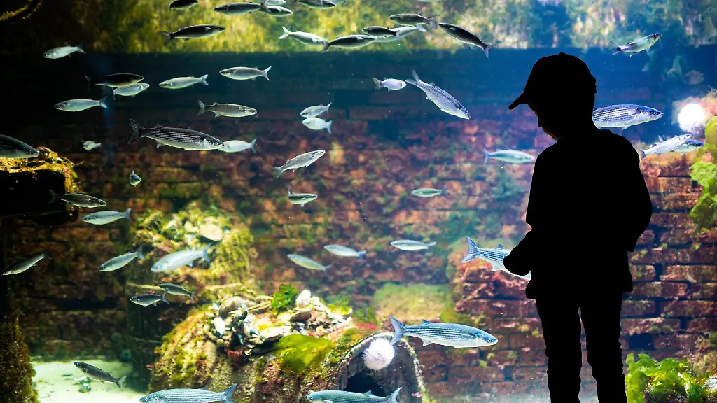 Ein-Junge-steht-im-Aquarium-des-Zoos-am-Meer-Bremerhaven-vor-einem-Becken