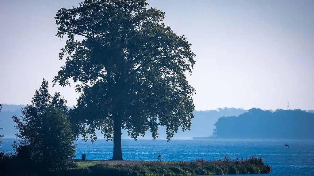 Ein-Baum-steht-am-Ufer-des-Schweriner-Sees