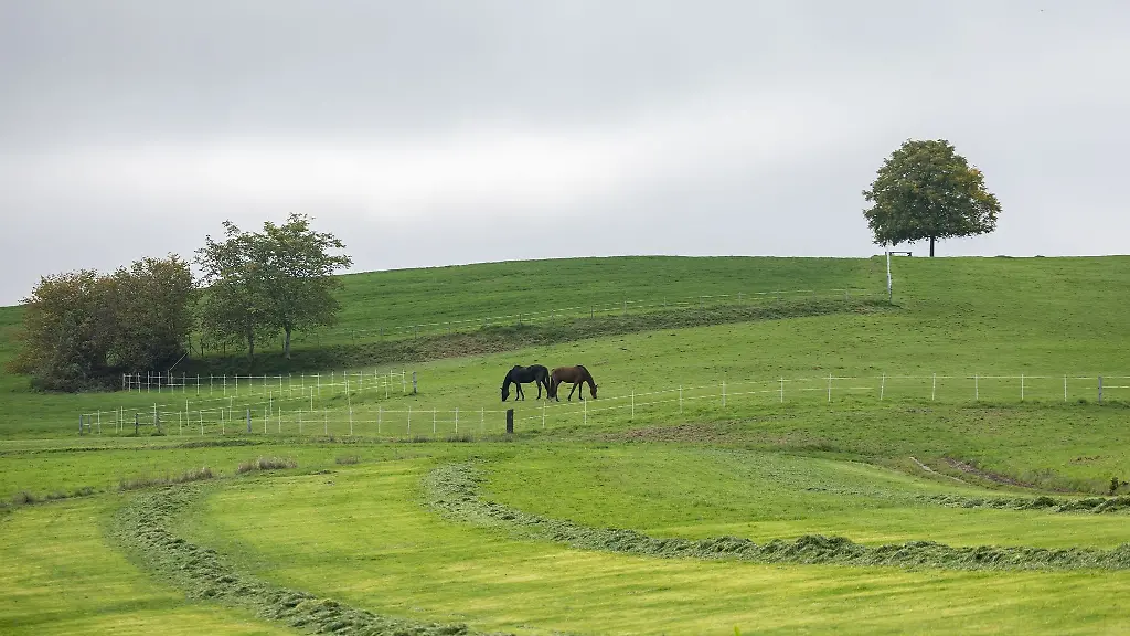Zwei-Pferde-stehen-auf-einer-Wiese