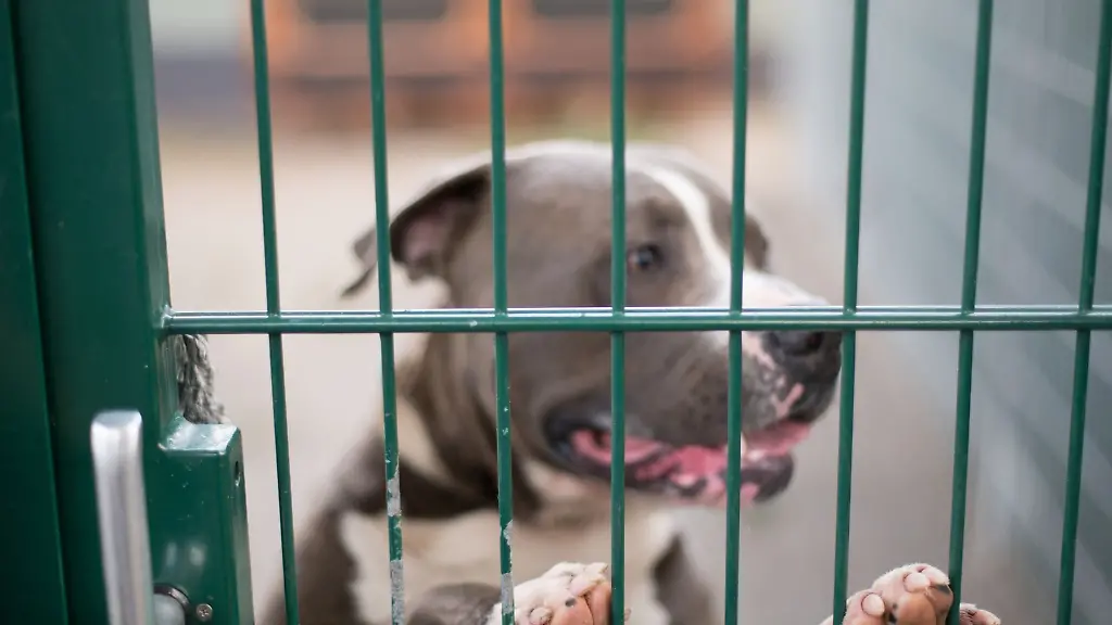 Ein-Kampfhund-steht-in-seinem-Zwinger-im-Tierheim-der-Landeshauptstadt