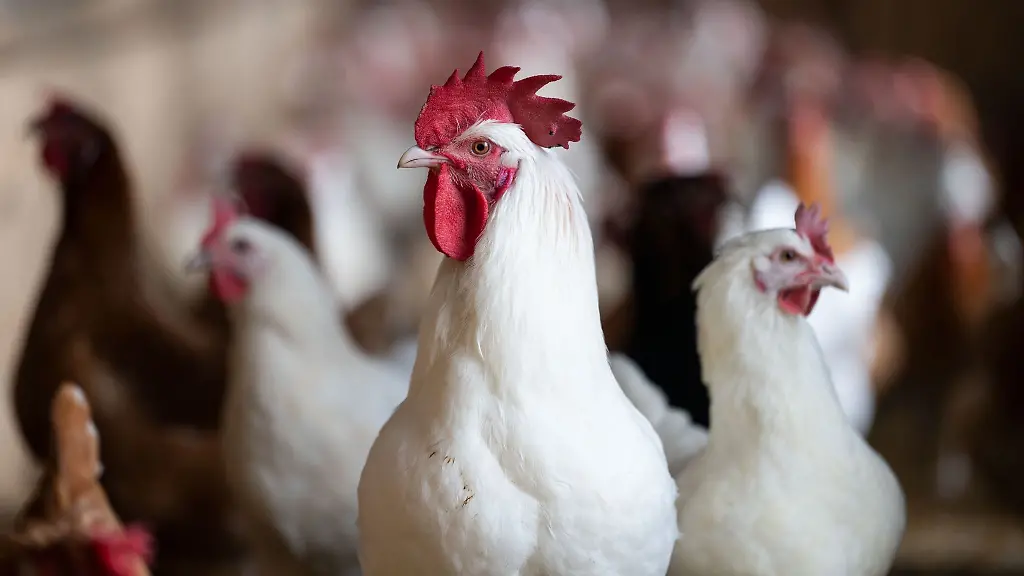 Ein-Hahn-steht-in-einem-Stall