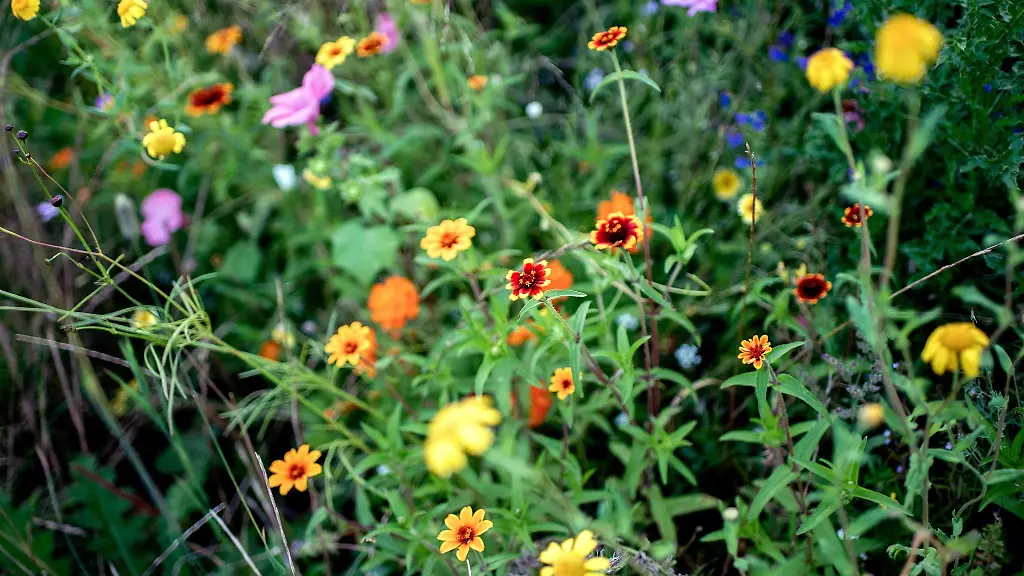 Blick-auf-bluehende-Wildblumen