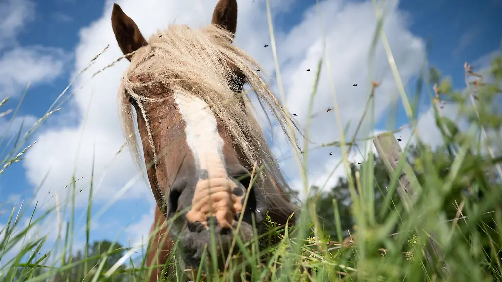 Ein-Pferd-mit-langer-Maehne-wird-beim-Fressen-von-Fliegen-umflogen