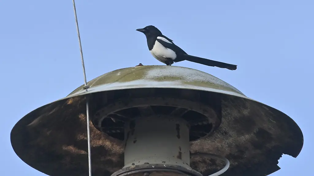 Eine-Elster-steht-auf-einer-Sirene-auf-einem-Hausdach