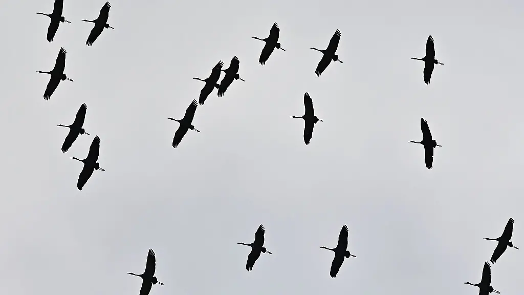 Kraniche-Grus-grus-fliegen-am-Himmel