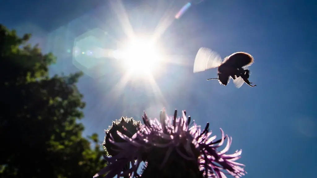 Eine-Wildbiene-fliegt-vor-dem-strahlend-blauen-Himmel-zu-einer-Bluete-auf-einer-Wiese