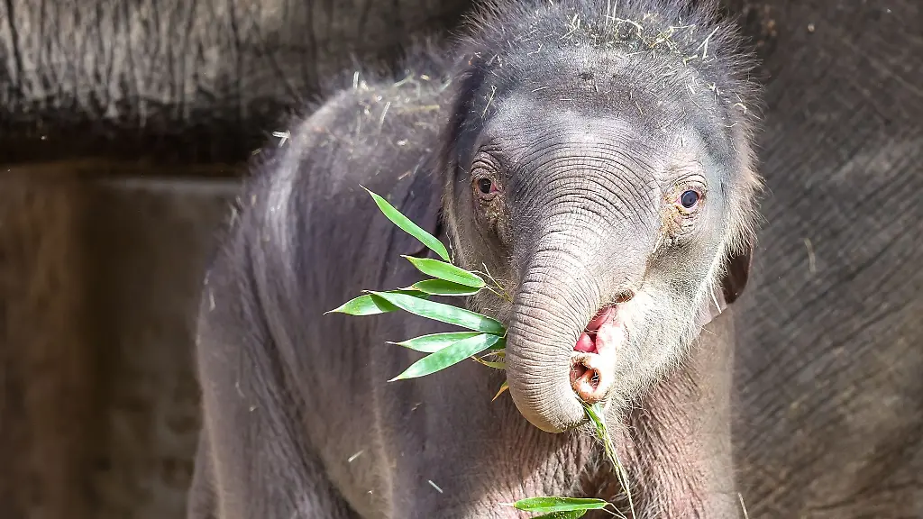 Das-Elefantenbaby-erkundet-die-Aussengehege-der-Elefantenanlage-im-Leipziger-Zoo