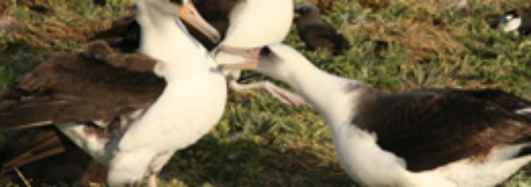 Laysan-Albatrosse während des Paarungstanzes.