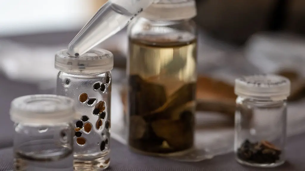 Ein-Feigenkern-oben-ist-neben-anderen-Ausgrabungsfunden-in-einem-Gefaess-konserviert