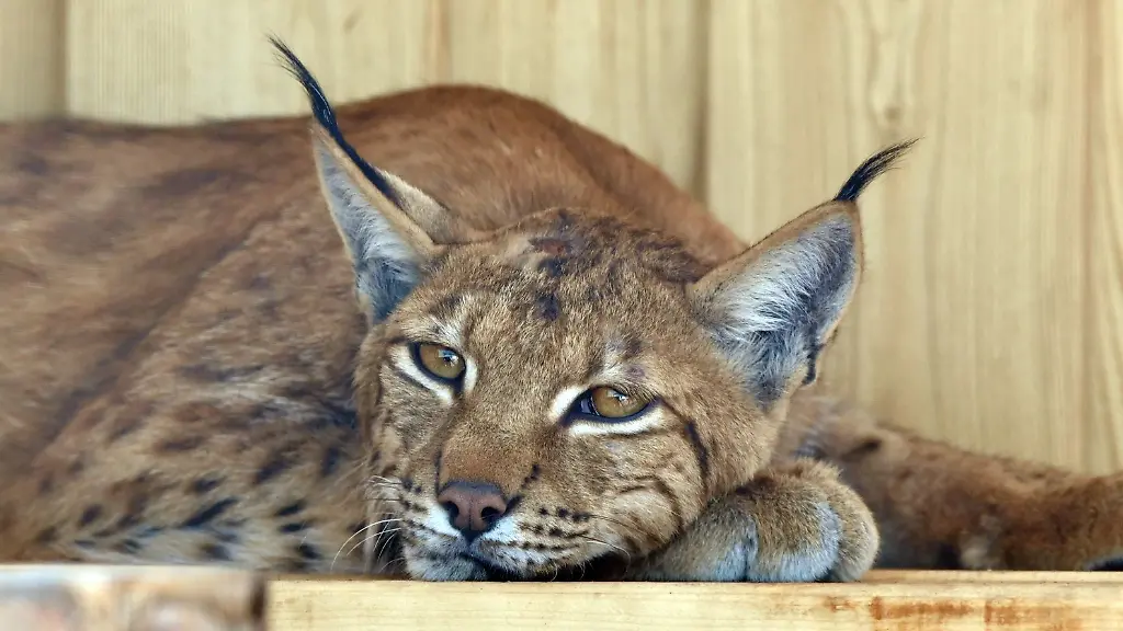 Die-Luchskater-Looki-liegt-in-seinem-Gehege