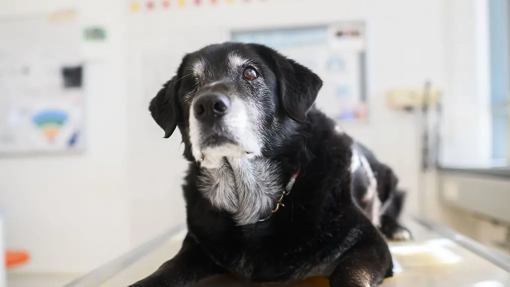 Ein-Hund-mit-diagnostizierter-Demenz-sitzt-in-einem-Behandlungsraum-der-Tieraerztlichen-Hochschule-Hannover