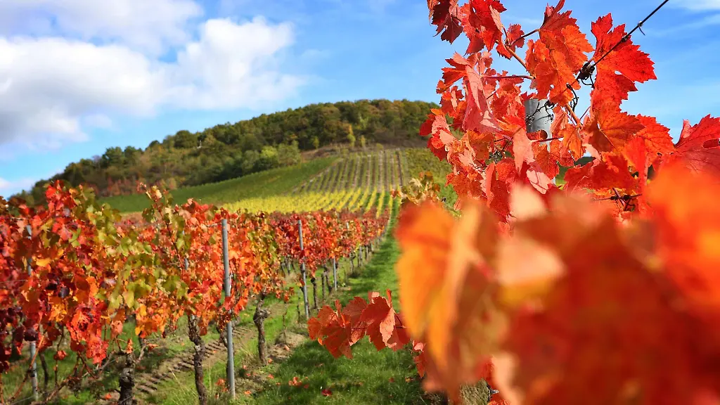 Teilweise-herbstlich-verfaerbt-sind-die-Blaetter-der-Rebstoecke-am-Bullenheimer-Berg