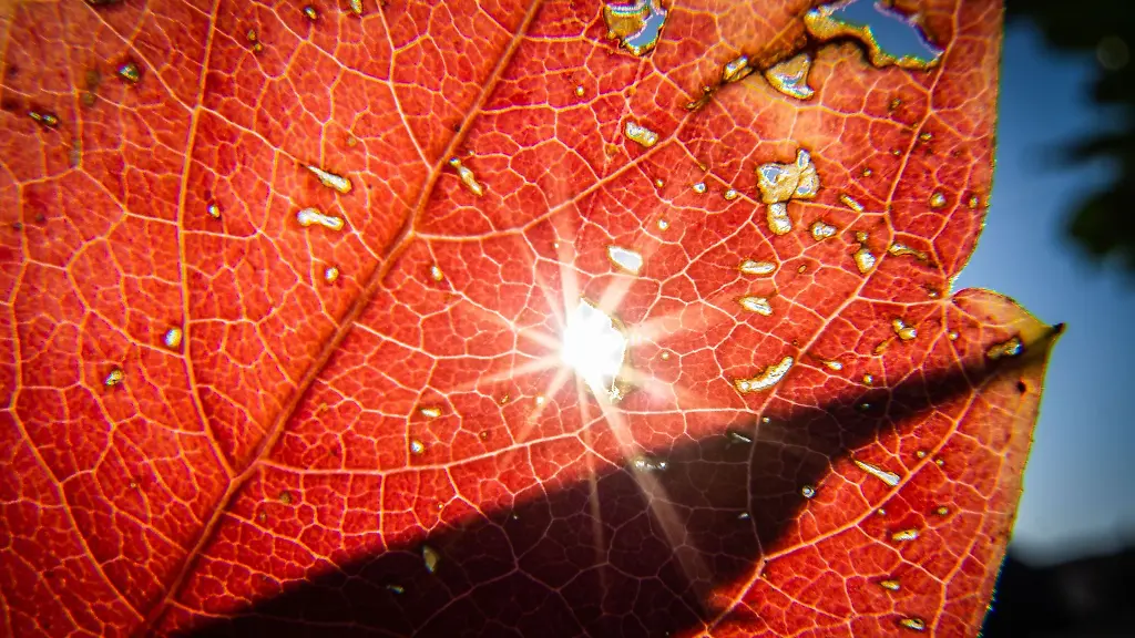 Die-Sonne-strahlt-durch-ein-herbstlich-verfaerbtes-Blatt