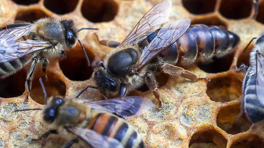 Bienen-sind-in-einem-Bienenstock-zu-sehen
