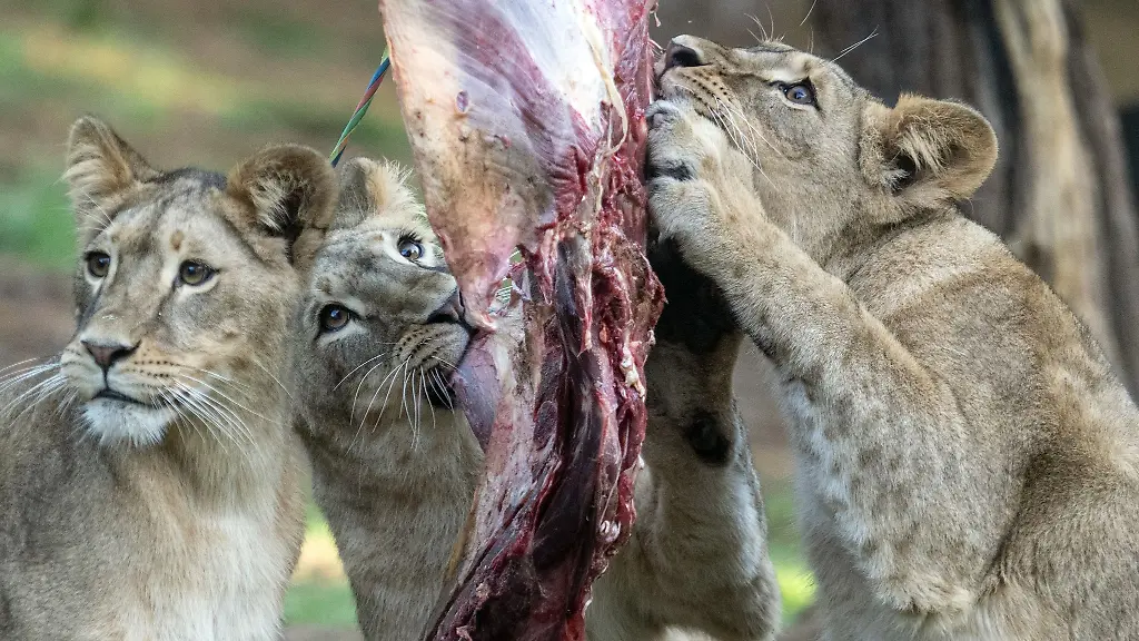 Drei-junge-Loewinnen-in-der-Zoom-Erlebniswelt-Jamila-Malaika-und-Kumani-werden-ein-Jahr-alt