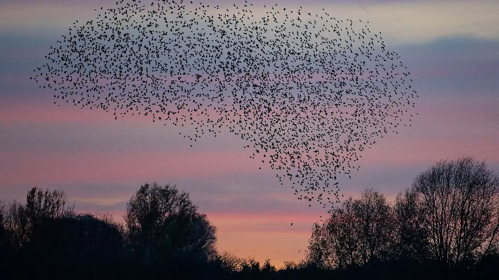 Tausende-Stare-fliegen-kurz-vor-Einbruch-der-Dunkelheit-zu-ihren-Schlafplaetzen-in-Baeumen-und-Bueschen