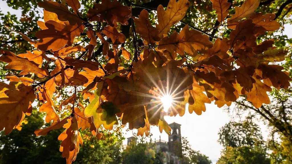 Die-Sonne-schein-im-Park-durch-die-Blaetter-eines-Baumes