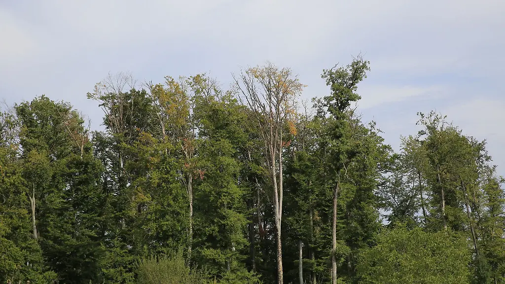 Eine-Buche-hat-bereits-im-August-viele-ihrer-Blaetter-verloren
