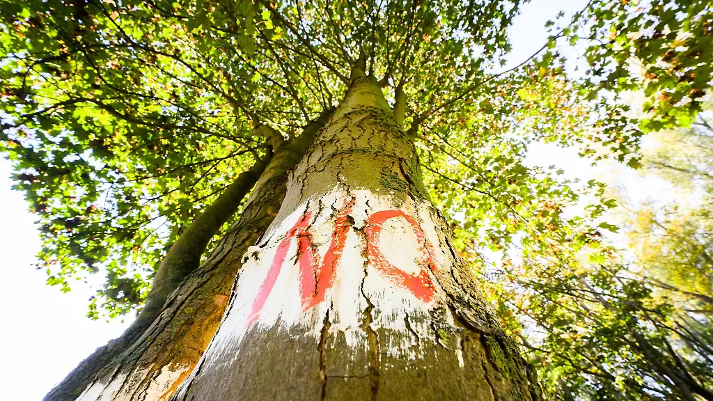 Das-Wort-No-steht-an-einem-Baum-in-unmittelbarer-Naehe-vom-Suedschnellweg