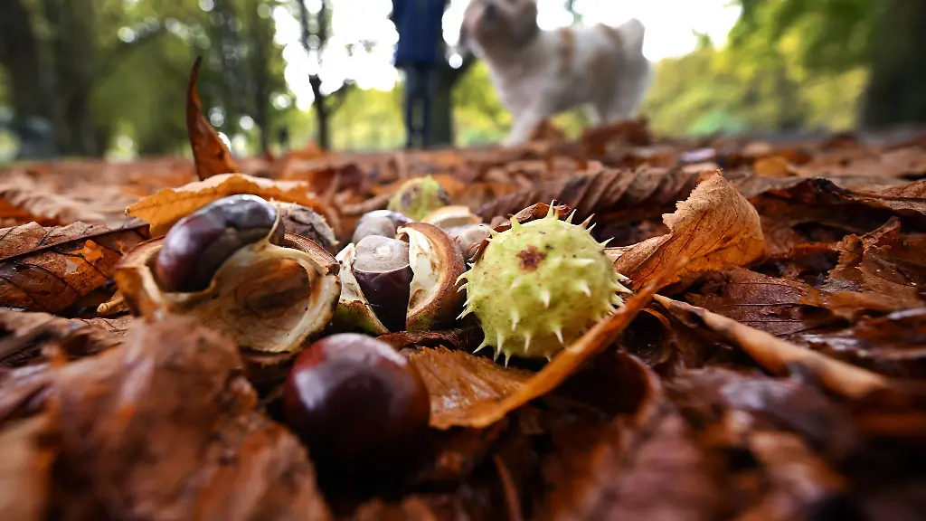 Kastanien-liegen-in-einem-Park-am-Wegesrand