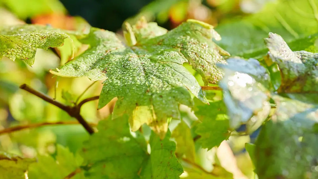 Wassertropfen-liegen-auf-den-Blaettern-einer-Pflanze