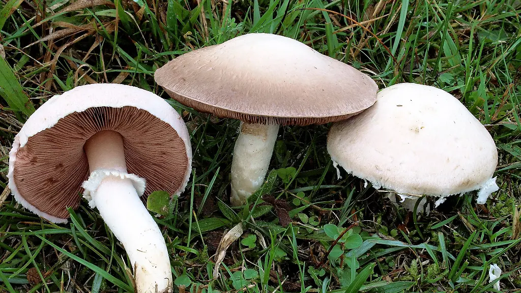 Wiesen-Champignons-wachsen-aus-dem-Boden