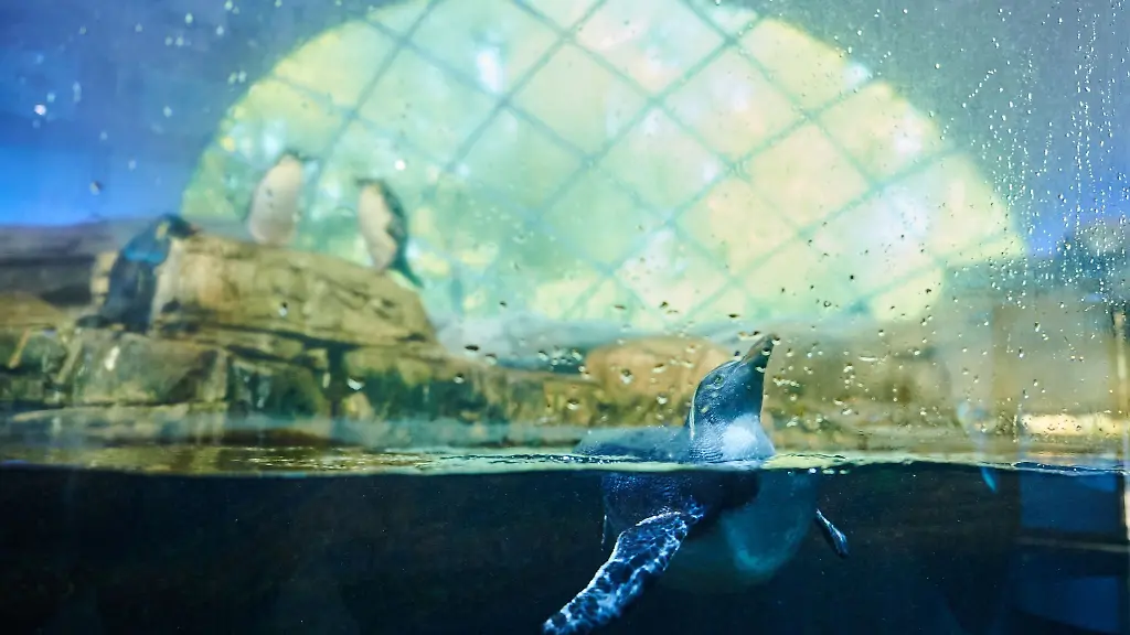 Ein-Pinguin-schwimmt-im-Wasser-und-zwei-weitere-stehen-auf-einem-Stein-hinter-der-Scheibe