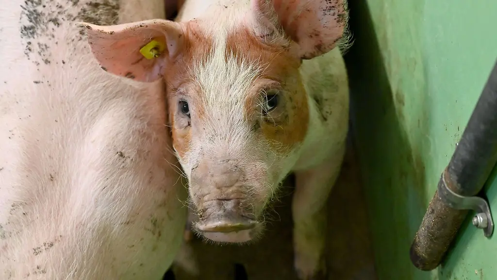 Ein-Schwein-steht-im-Stall-eines-Mastbetriebes