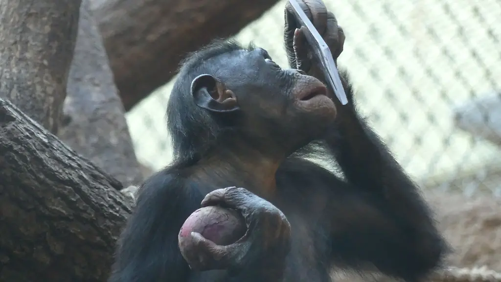 Ein-Bonobo-im-Frankfurter-Zoo-schaut-in-einen-Spiegel