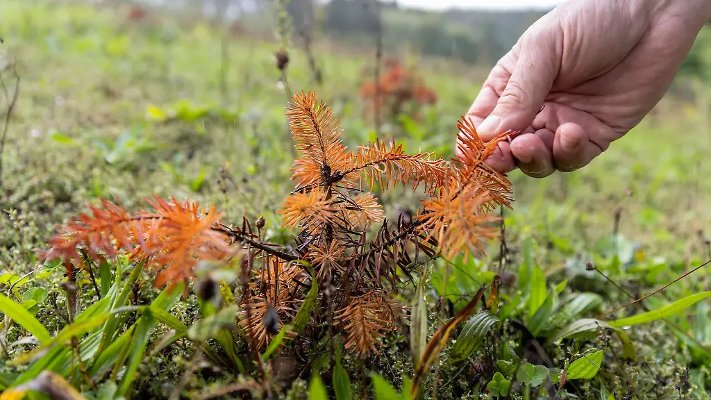 Eine-vertrocknete-Tannenbaum-Pflanze-wird-inspiziert