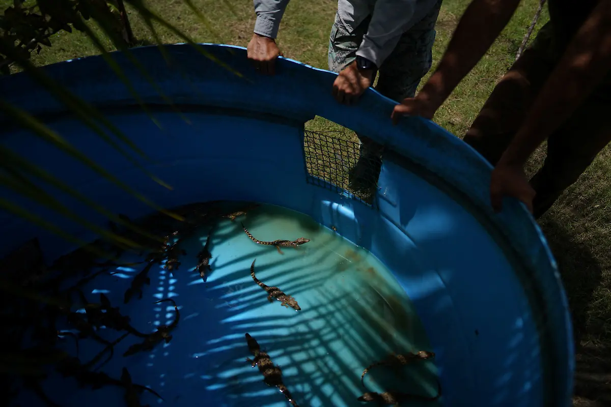 2022-09-05T110408Z-1539510761-RC283W9MY59H-RTRMADP-3-CUBA-CROCODILE