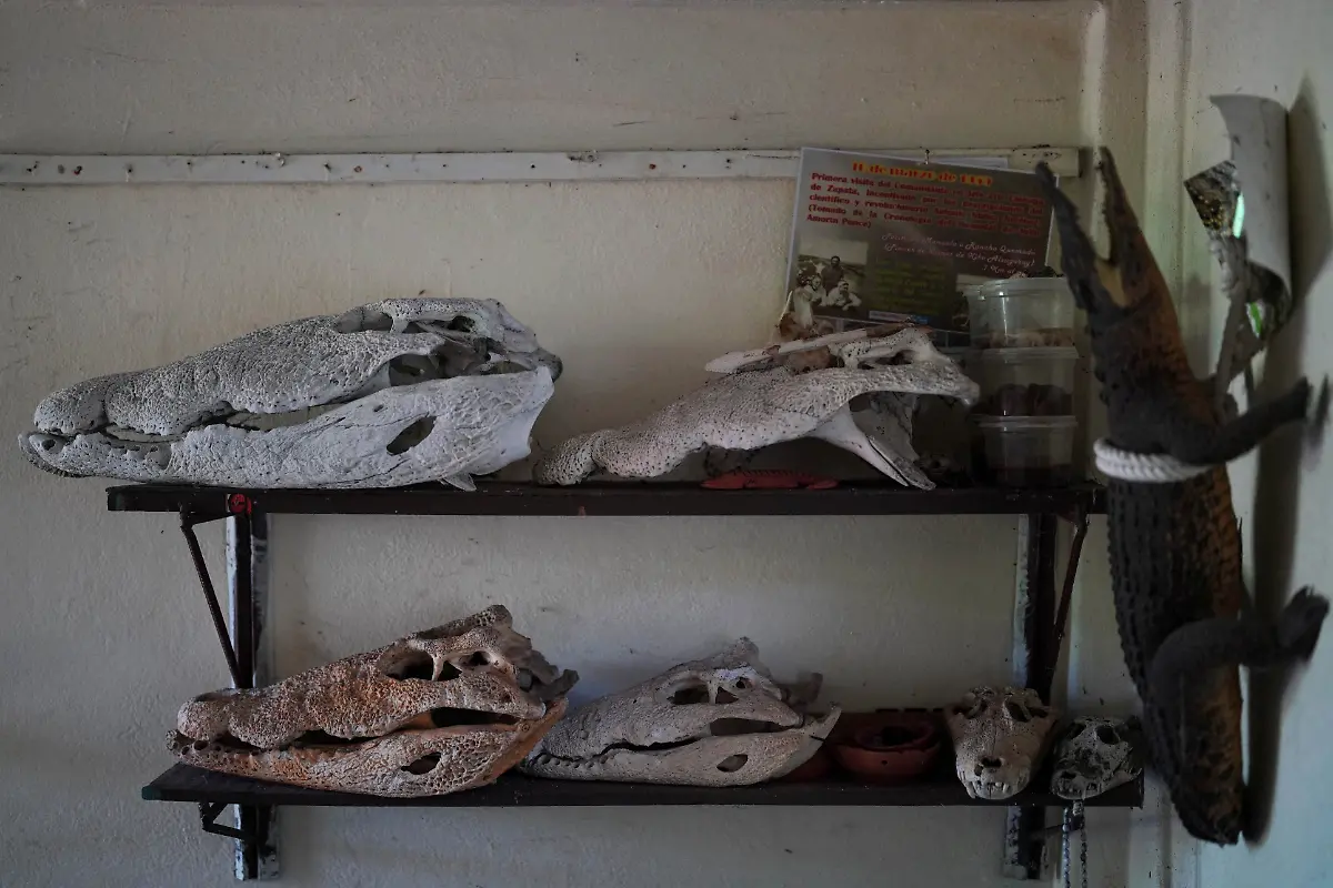 2022-09-05T110447Z-552675515-RC2U3W9HRE0A-RTRMADP-3-CUBA-CROCODILE