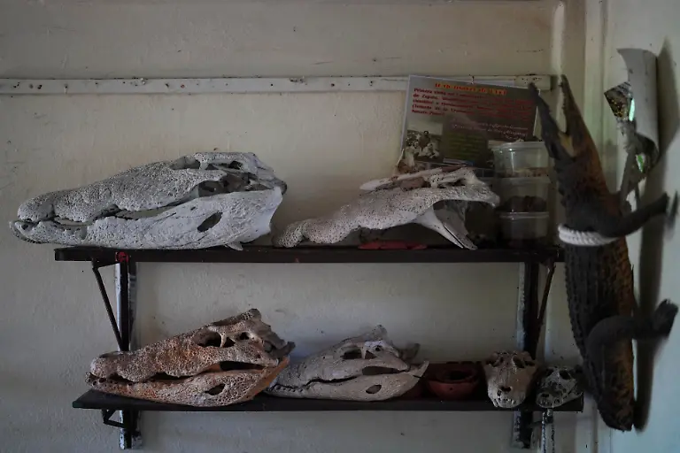 2022-09-05T110447Z-552675515-RC2U3W9HRE0A-RTRMADP-3-CUBA-CROCODILE