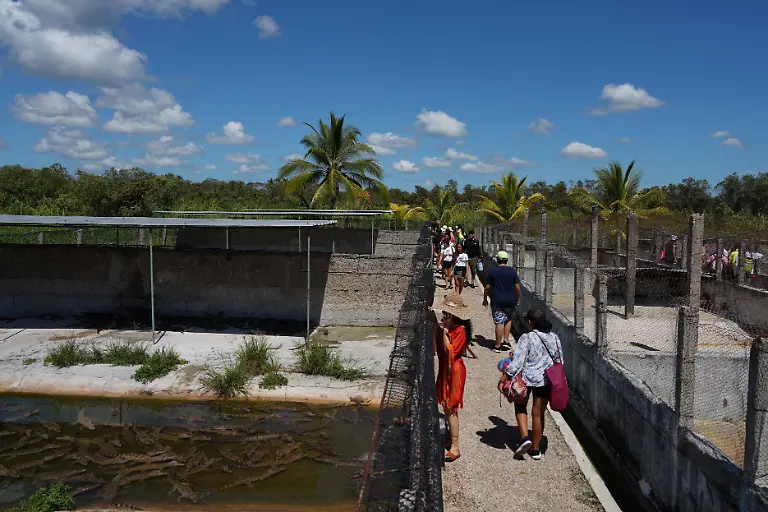 2022-09-05T110353Z-153601459-RC253W9KOCN1-RTRMADP-3-CUBA-CROCODILE