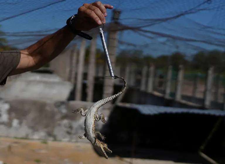 2022-09-05T110418Z-290577653-RC2S3W9HUHKM-RTRMADP-3-CUBA-CROCODILE
