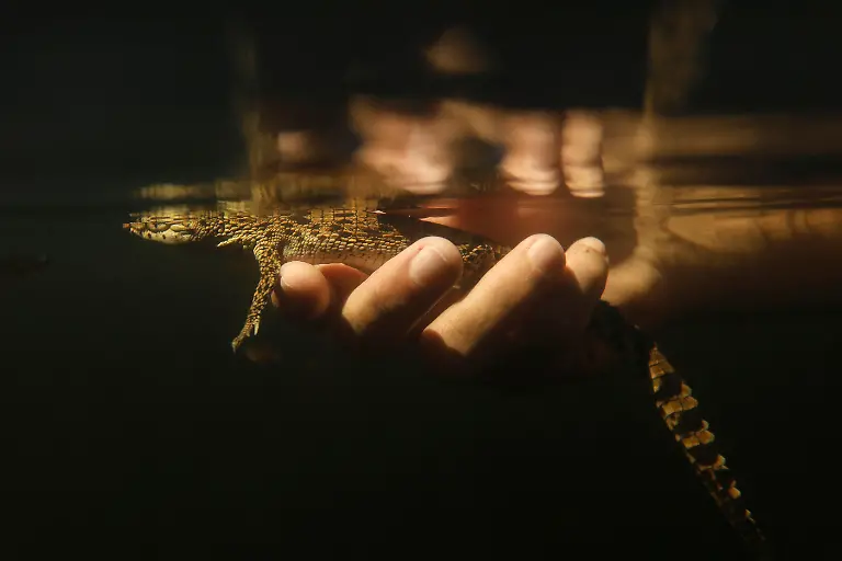 2022-09-05T110414Z-1011849415-RC243W9R69VZ-RTRMADP-3-CUBA-CROCODILE